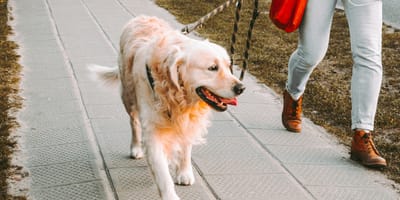 Hondenbelasting in Nederland