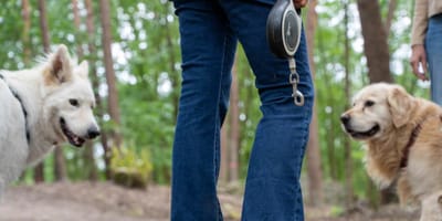 Hondeneigenaren Apeldoorn woedend nu er steeds minder ruimte overblijft om hond uit te laten