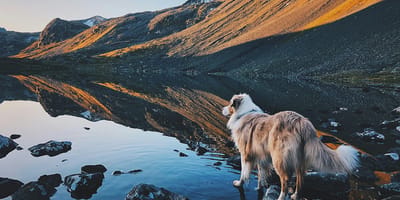 hondennamen gebaseerd op bergen en natuurgebieden