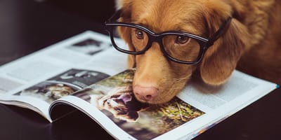 hondennamen geïnspireerd door boeken