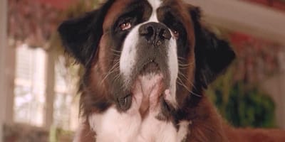 hondennamen geïnspireerd op films