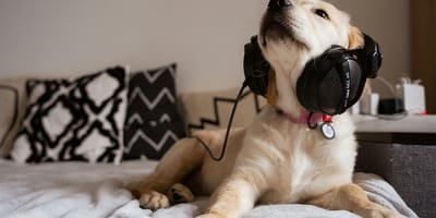 hondennamen uit de muziekwereld