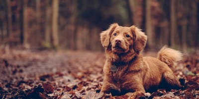 hondennamen voor bruine honden