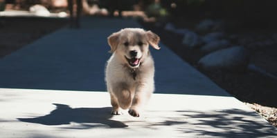 hondennamen voor een puppy