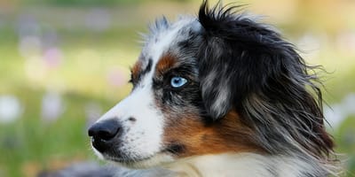hondennamen voor gevlekte honden