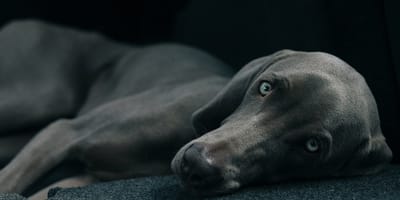 hondennamen voor grijze honden