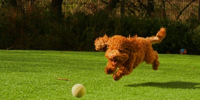 hondennamen voor oranje en rode honden