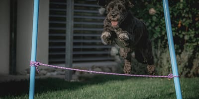 hondennamen voor sportieve honden