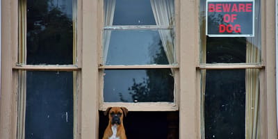 hondennamen voor waakhonden