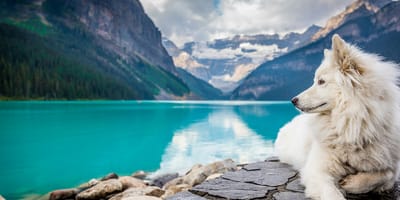 hondennamen voor witte honden