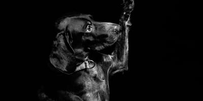 hondennamen voor zwarte honden