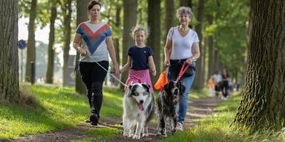 Hondenvoorhondenloop 2026