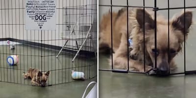 Hondje Darby blijft alleen achter na adoptie event