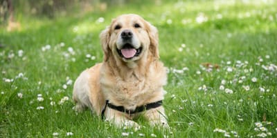How long do Golden Retrievers live: Golden Retriever in field