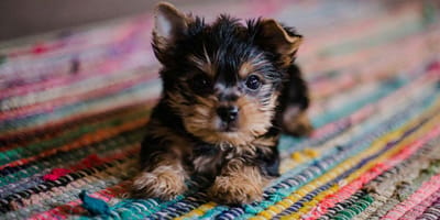 How much does puppy training cost: Puppy on a rug