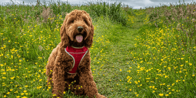 How much exercise do Cockapoos need: Person walking cockapoo