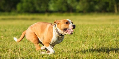 How much exercise do Staffordshire Bull Terriers need: Staffy running on grass