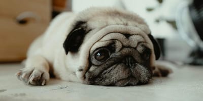 How to make a dog throw up: Sad looking Pug