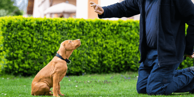 How to train a large breed puppy vs a small breed: large and small puppy with owner