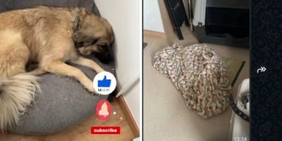 La chienne Jette en pleine agonie