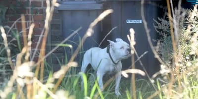 La cagnolina Luna