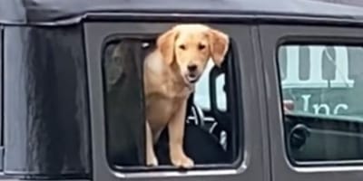 Hündin schaut aus Auto
