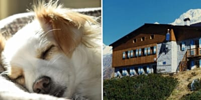 Hüttenwirt verweigert Hilfeleistung für Hund