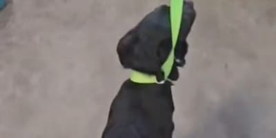 Huey le chien