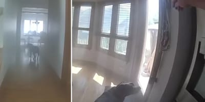 Huis staat in brand, maar hond wil eerst aan de riem voordat hij vertrekt