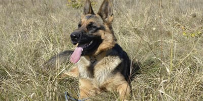 hulphond en ligfietsritjes bedreigd door agressieve honden