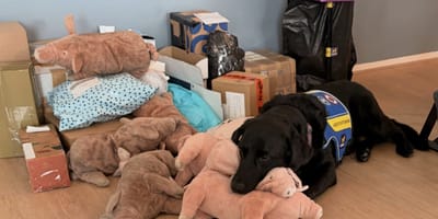 Hulphond Entli krijgt zelfs knuffels uit Argentinië