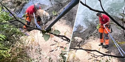 Hund am Krimmler Wasserfall gerettet