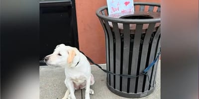 Hund an einen Mülleimer angebunden