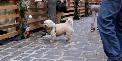 Hund auf dem Weihnachtsmarkt