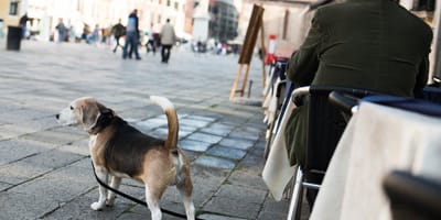 Hund auf Platz in italienischer Stadt