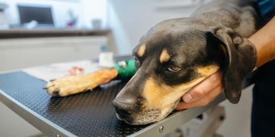 Hund beim Tierarzt