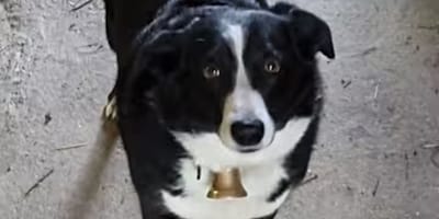 Hund Buddy