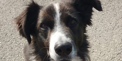 Hund Charly