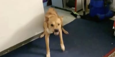Hund der Hauskauf-Nomaden