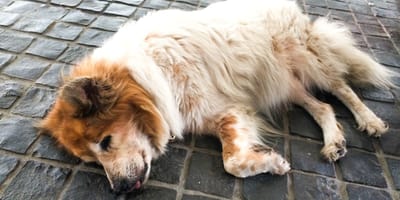 Dog suffocates in overheated car