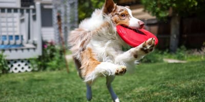 Hund fängt Frisbee
