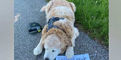 Dog Felix and his special note