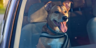 Hund im Auto