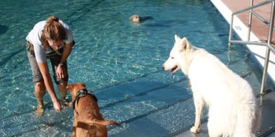 Hund im Freibad