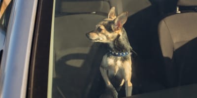 Hund im verschlossenen Auto