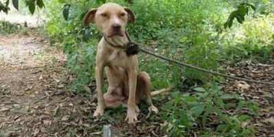Chien attaché dans la forêt