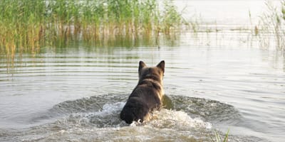 Hond in het water