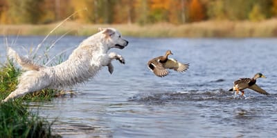Hund jagt Enten im Wasser