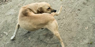 Hund kratzt sich