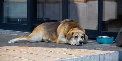 Hund liegt neben einem leeren Napf